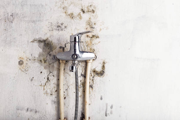 Best Local Mold Removal Service  in Rollingwood, TX