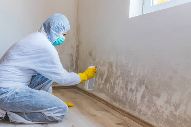 Mold Removal Process in Rollingwood, TX