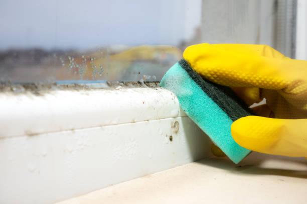 Best Commercial Mold Removal  in Rollingwood, TX