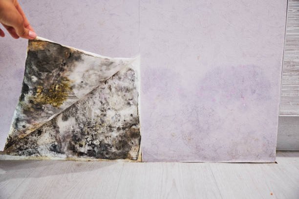 Best Mold Removal Process  in Rollingwood, TX